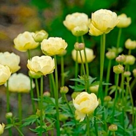 Trollius 'Alabaster' P9