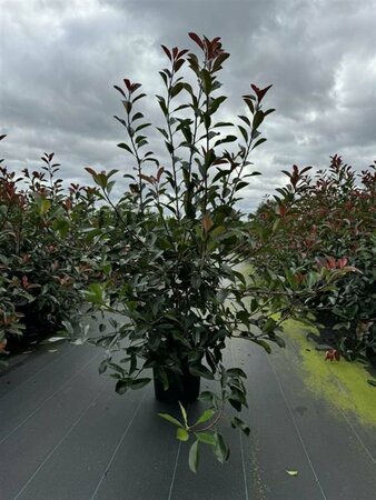 Photinia fraseri 'Red Robin' ST. 180 C.  - afbeelding 6