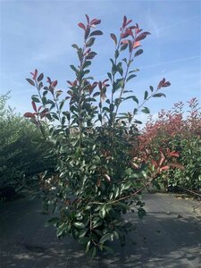 Photinia fraseri 'Red Robin' ST. 180 C.  - afbeelding 5