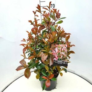 Photinia fraseri 'Red Robin' ST. 180 C.  - afbeelding 10