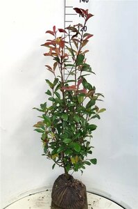 Photinia fraseri 'Red Robin' ST. 180 C.  - afbeelding 3