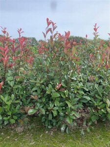 Photinia fraseri 'Red Robin' ST. 180 C.  - afbeelding 4