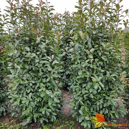 Photinia fraseri 'Red Robin' ST. 180 C.  - afbeelding 12