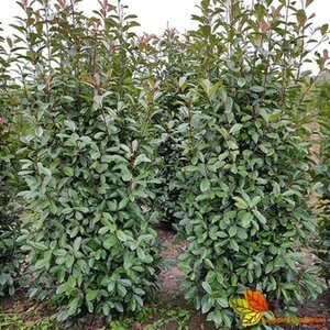 Photinia fraseri 'Red Robin' ST. 180 C.  - afbeelding 12