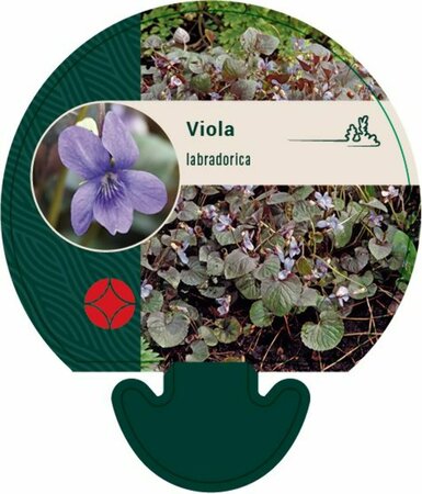 Viola labradorica P9 - afbeelding 3