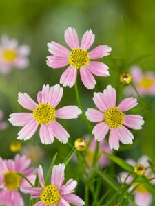 Coreopsis rosea 'American Dream' P9 - afbeelding 4