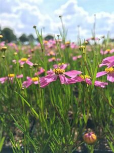 Coreopsis rosea 'American Dream' P9 - afbeelding 2