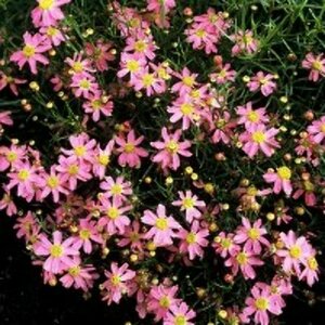 Coreopsis rosea 'American Dream' P9 - afbeelding 5