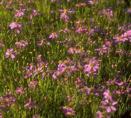 Coreopsis rosea 'American Dream' P9 - afbeelding 1