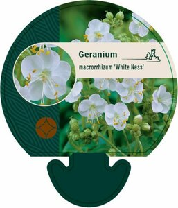 Geranium macrorrhizum 'White Ness' P9