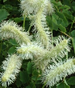 Sanguisorba obtusa 'Alba' P9