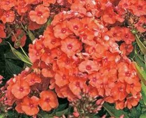 Phlox paniculata 'Orange Perfection' P9 - afbeelding 1