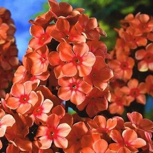 Phlox paniculata 'Orange Perfection' P9 - afbeelding 2