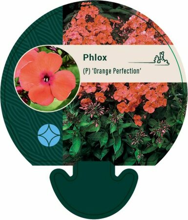 Phlox paniculata 'Orange Perfection' P9 - afbeelding 4