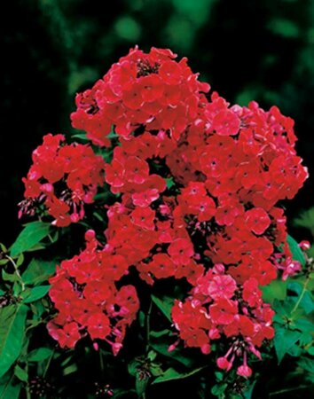 Phlox paniculata 'Orange Perfection' P9 - afbeelding 3