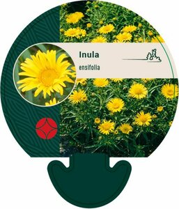 Inula ensifolia P9 - afbeelding 1