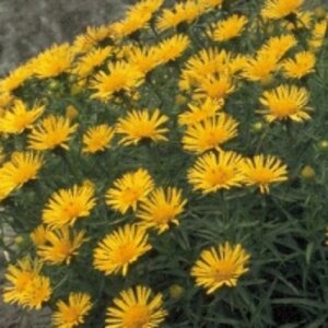 Inula ensifolia P9 - afbeelding 2