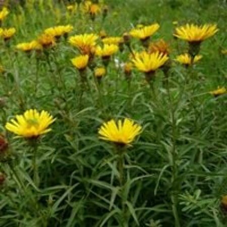 Inula ensifolia P9 - afbeelding 3