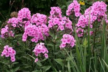 Phlox paniculata 'Eva Cullum' P9 - afbeelding 2