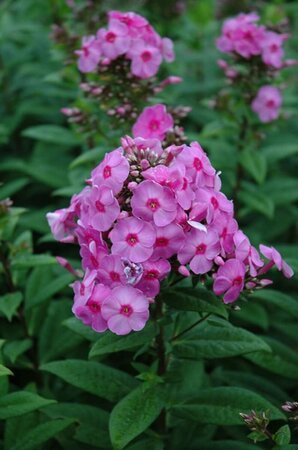 Phlox paniculata 'Eva Cullum' P9 - afbeelding 3