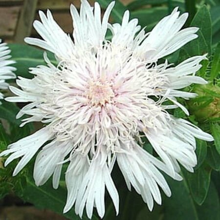 Stokesia laevis 'Alba' P9 - afbeelding 2