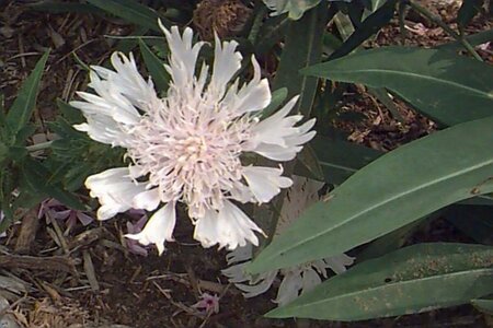 Stokesia laevis 'Alba' P9 - afbeelding 1