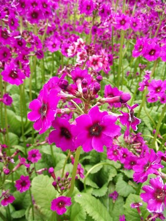 Primula japonica 'Carminea' P9 - afbeelding 1