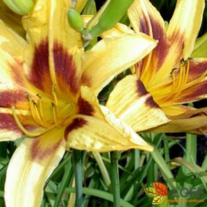 Hemerocallis 'Bonanza' P9 - afbeelding 1