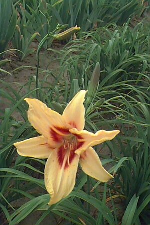 Hemerocallis 'Bonanza' P9 - afbeelding 2