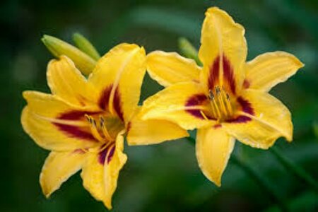 Hemerocallis 'Bonanza' P9 - afbeelding 4