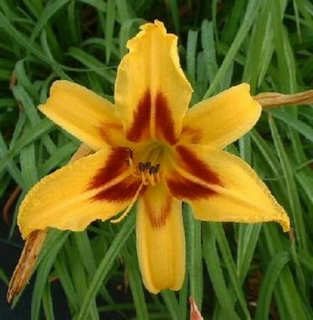 Hemerocallis 'Bonanza' P9 - afbeelding 5