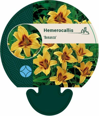 Hemerocallis 'Bonanza' P9 - afbeelding 3