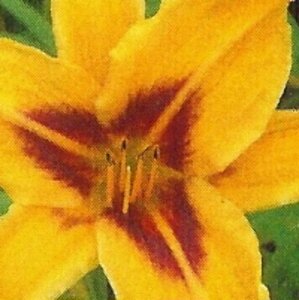 Hemerocallis 'Bonanza' P9 - afbeelding 6