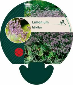 Limonium latifolium P9 - afbeelding 4