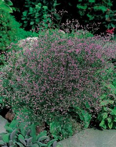 Limonium latifolium P9 - afbeelding 3