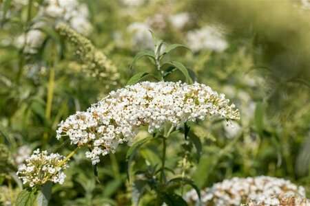 Buddleja davidii 'White Chip' C3