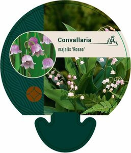 Convallaria maj. 'Rosea' P9 - afbeelding 1