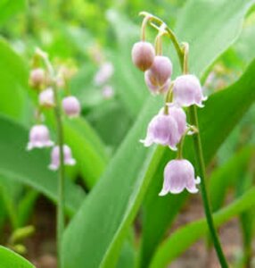 Convallaria maj. 'Rosea' P9 - afbeelding 2