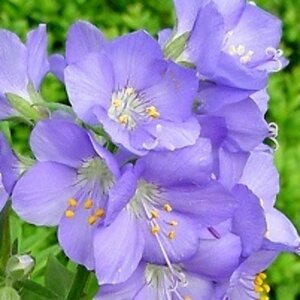 Polemonium caeruleum P9 - afbeelding 1