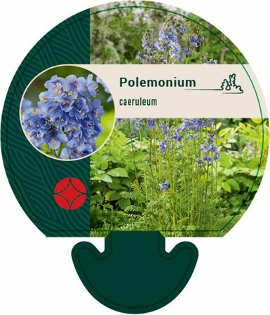 Polemonium caeruleum P9 - afbeelding 3