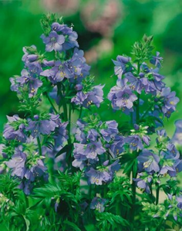 Polemonium caeruleum P9 - afbeelding 2