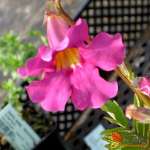 Incarvillea delavayi P9 - afbeelding 1