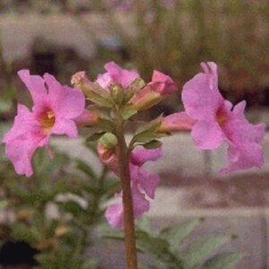 Incarvillea delavayi P9 - afbeelding 4