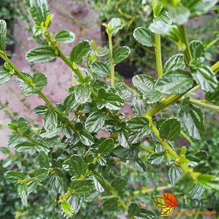 Ceanothus thyrs. 'Millerton Point' 30/40 C. - afbeelding 1