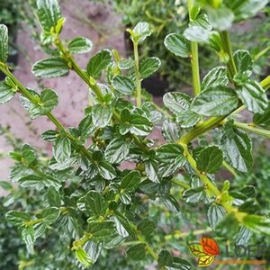 Ceanothus thyrs. 'Millerton Point' 30/40 C. - afbeelding 1
