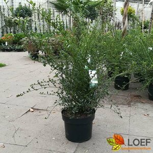 Ceanothus thyrs. 'Millerton Point' 30/40 C. - afbeelding 2