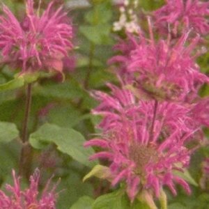 Monarda 'Blaustrumpf' P9 - afbeelding 1