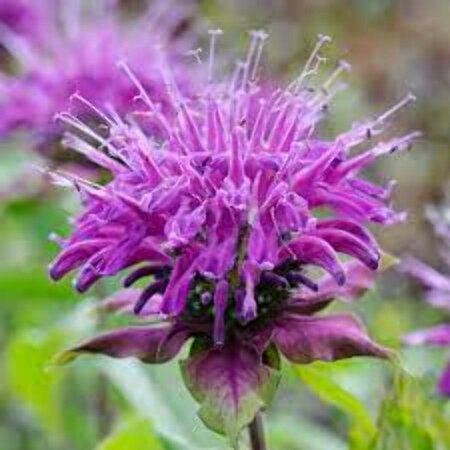 Monarda 'Blaustrumpf' P9 - afbeelding 2