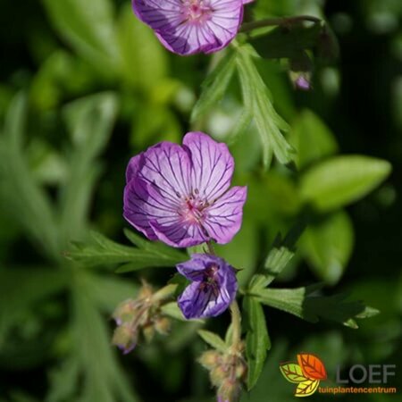 Geranium pratense P9 - afbeelding 1