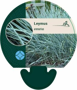 Leymus arenarius C2 - afbeelding 4